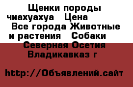 Щенки породы чиахуахуа › Цена ­ 12 000 - Все города Животные и растения » Собаки   . Северная Осетия,Владикавказ г.